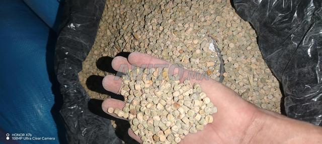 Pois chiche propre à la culture à Khénifra