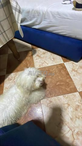 بودل ما anlti 5 أشهر - 2