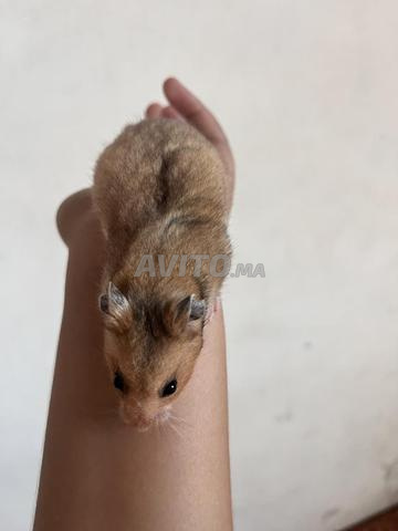 هامستر صغير جميل 🐹 - 2