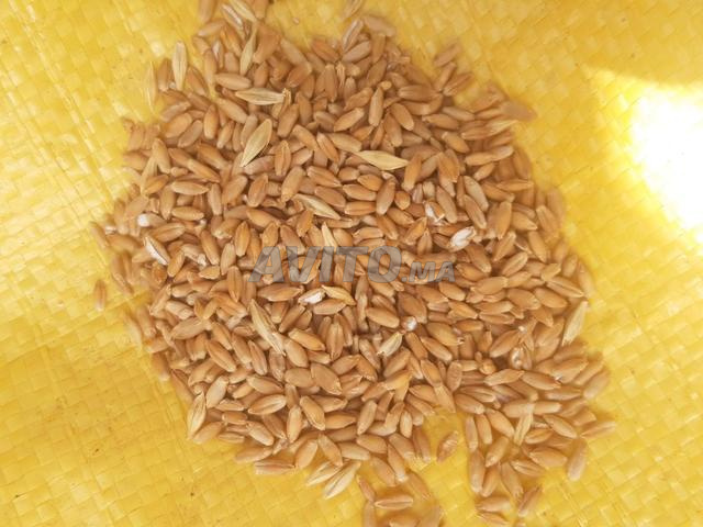 Farine Triticale pour le bétail - 2