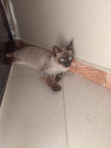 Chat Siamois - 2