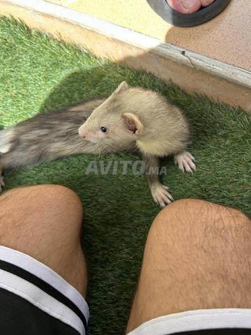 Furet domestique - 2