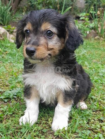 Chien Caniche à vendre - 2