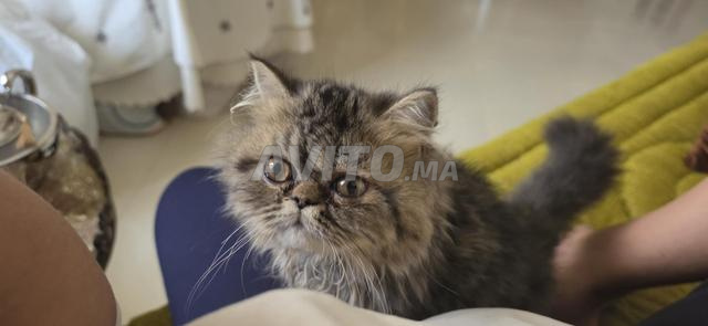 Un chaton persan Tobby Brown âgé de 3 mois - 2