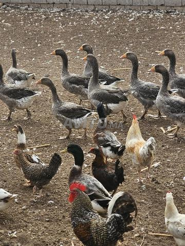 Poulets, dindons, canards etc... - 2