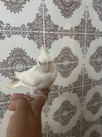 Oiseau calopsitte albino mâle demi dressage rare - 2