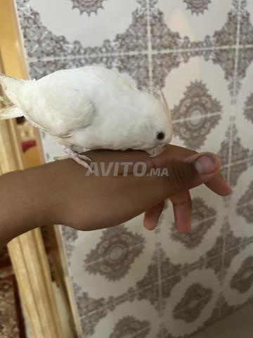 Oiseau calopsitte albino mâle demi dressage rare