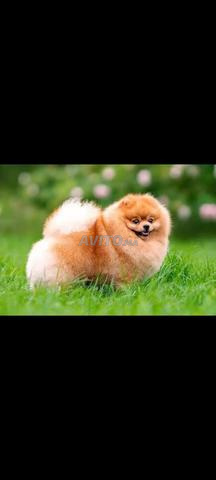 Spitz nain pomeranian chiot - 2