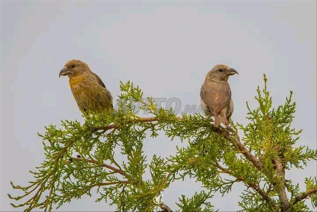 سباتة أو البساتين - 2