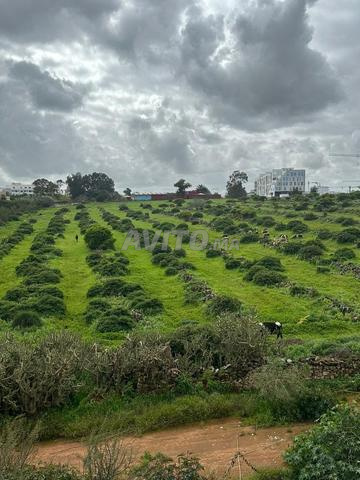 شقة للإيجار كاليفورنيا - 2