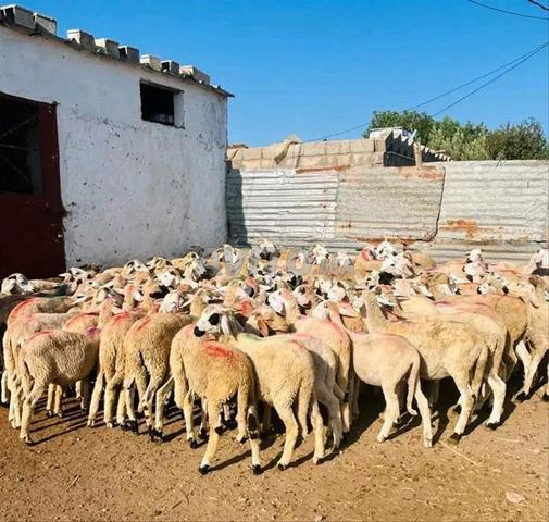 خرفان جيدة للبيع بسعر مناسب - 2