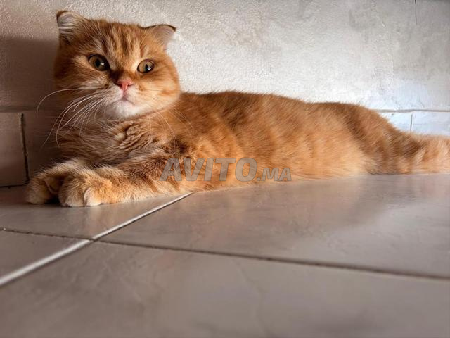 Chaton golden scottish fold de 4 mois - 2
