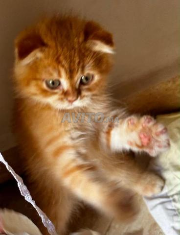 Adorable chaton Scottish Fold de 4 mois - 2