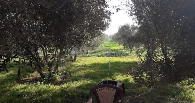 À VENDRE FERME À OULED HRIZ - 2