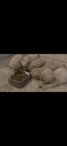 Bichon Maltais / Havanais - 2