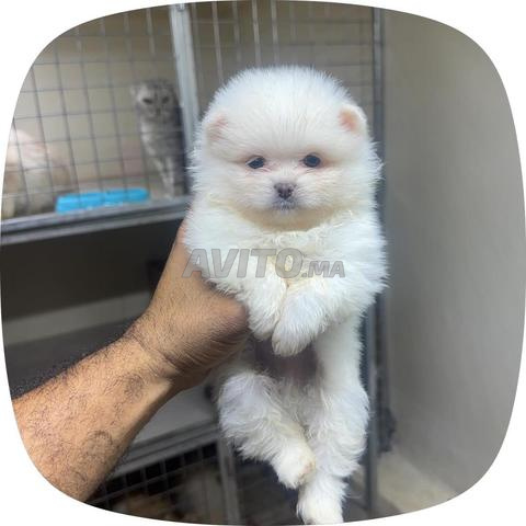 Spitz Pomeranian - 2