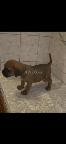canecorso - 2