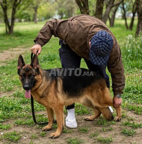 Femelle Berger Allemand 2 ans pedigree - 2