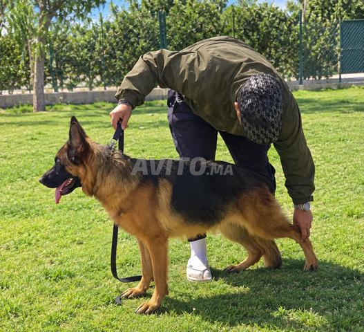 Femelle Berger Allemand 2 ans pedigree