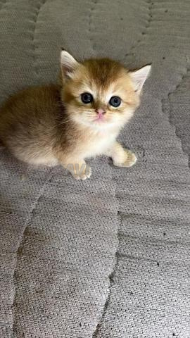 British Shorthair - 2