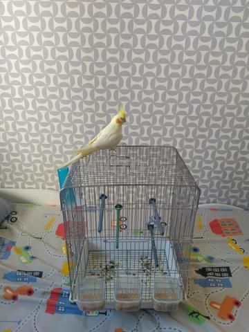 Calopsitte avec cage - 2