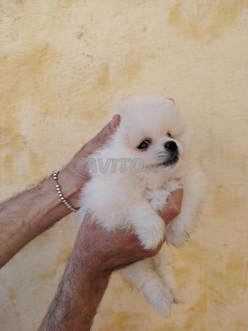 🐶 Spitz blanc adorable de 2 mois - 2
