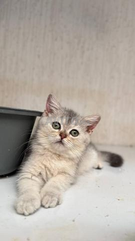 Femelle British Shorthair silver shaded - 2