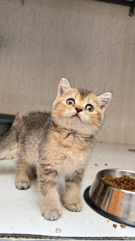 Mâle British Shorthair golden tabby - 2