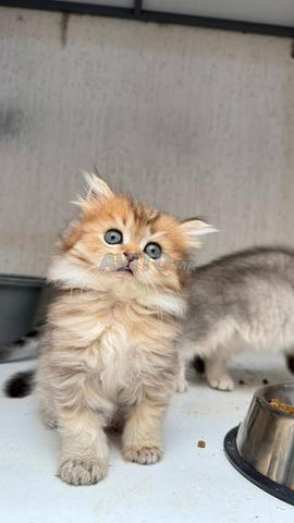 Mâle British Longhair golden ny21 - 2