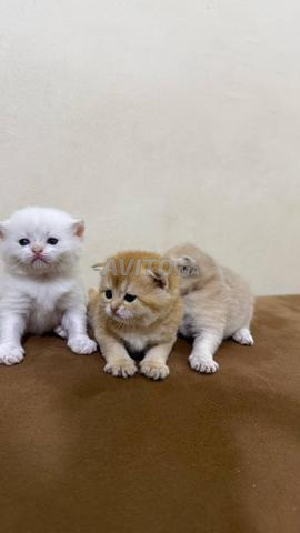 British Shorthair - 2
