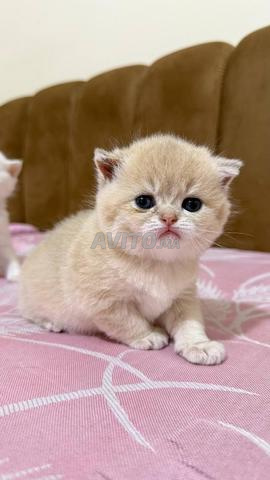 British Shorthair Lilac - 2