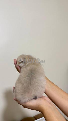 British Shorthair lilac - 2