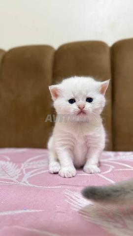 British Shorthair - 2