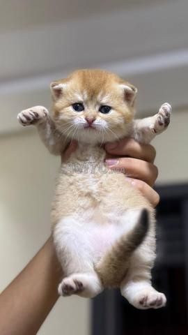 Femelle British Shorthair golden ny25 - 2