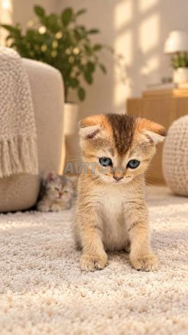 Mâle Scottish fold golden ny21 - 2
