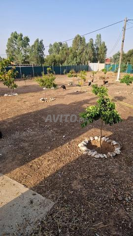 Terrain de 5000 m² à vendre près de – Siar Boujnah