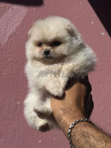 Spitz Pomeranian - 2