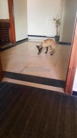 Chiot malinois 3 mois - 2