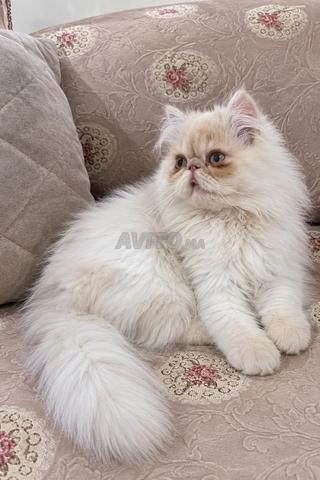 قط فارسي - 2