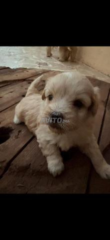 2 femelles bichon maltais 2 mois Casablanca - 2