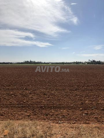 Terrain agricole près de la ville d'Aïn Ouda à moins de 2 km - 2