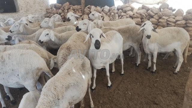نعجة صردية ممتازة للبيع، ذات قيمة عالية