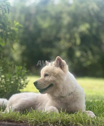 Chien Chow-Chow chinois à vendre – Magnifique race - 2