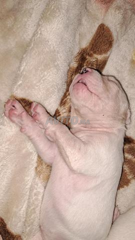 Dogue Argentin - 2