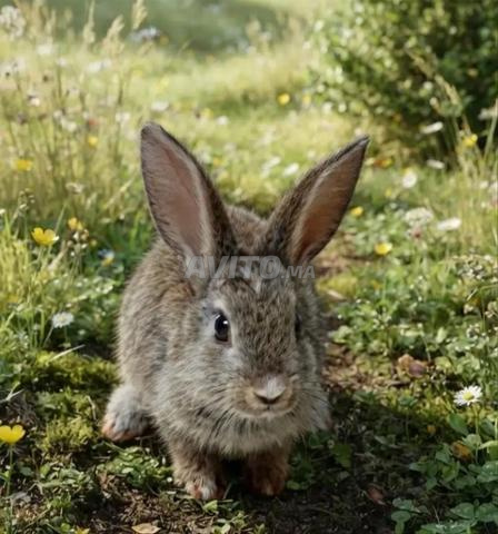 Lapins domestiques actifs et en bonne santé à Agadir. - 2