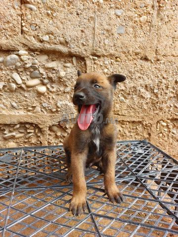 Chiots Malinois Charbonné à vendre