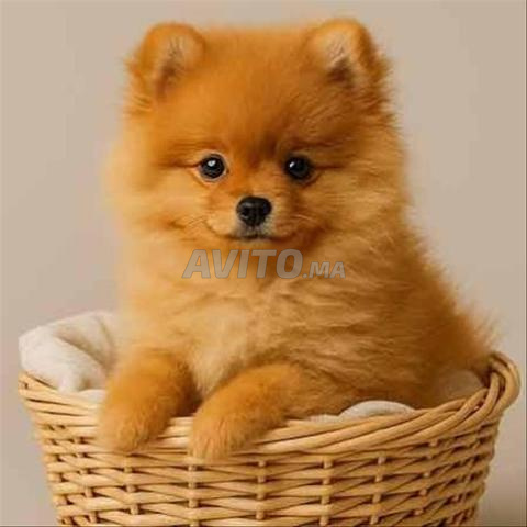Chiot Spitz nain - 2