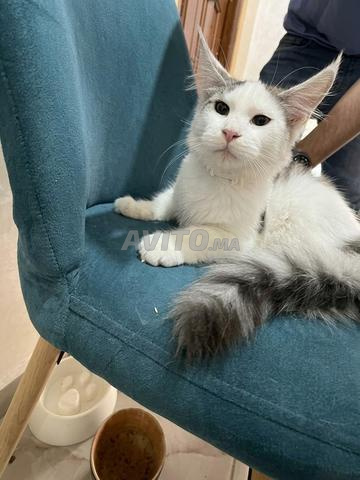 Mâle Maine Coon dispo - pedigree WCF - 2
