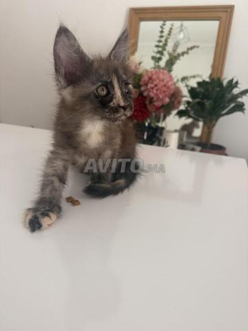 Femelles Maine Coon - 2