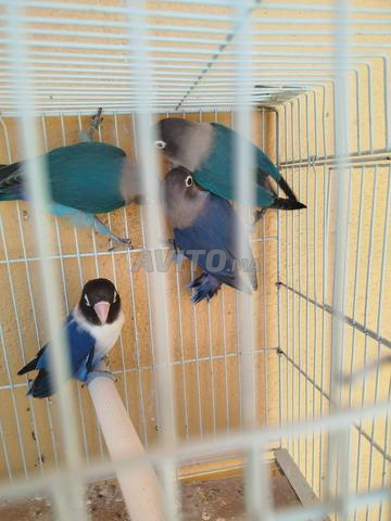 Oiseaux Fischer - 2